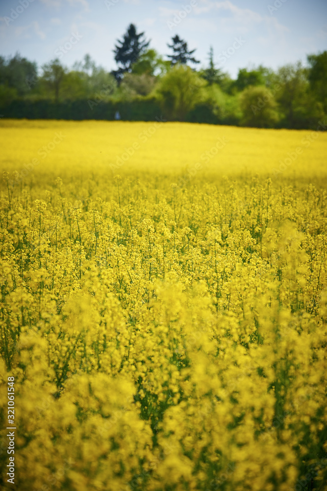 Champ Jaune Champ Jaune