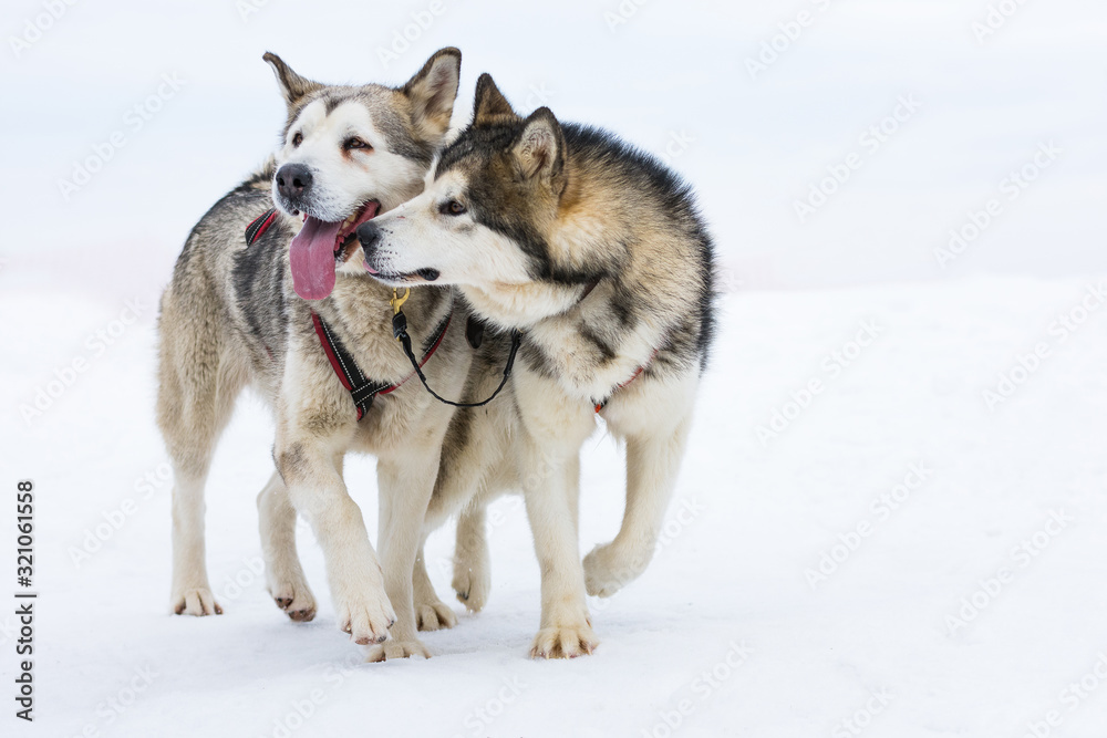 A loving couple of Siberian huskies and malamuts kissing, Tusnad, Romania