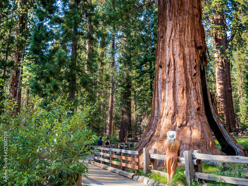 Blonde girl admires General Sherman a giant sequoia (Sequoiadendron giganteum) tree in Giant Forest of Sequoia National Park in the U.S. California. By volume, it is the largest living tree on Earth