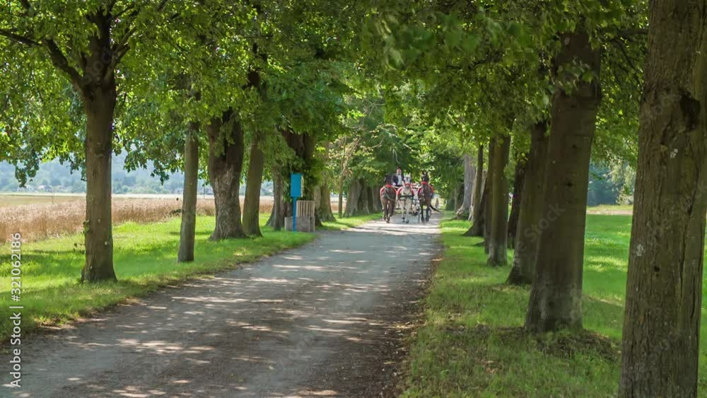 Carriage with horses and newlyweds is going through a tree-lined avenue on a nice summer day.