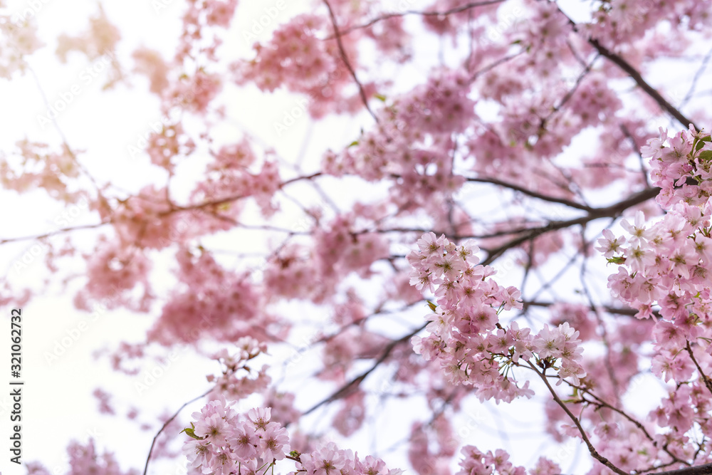 Beautiful tender tree blossom in sun light, floral background, spring blooming flowers Beautiful tender tree blossom in sun light, floral background, spring blooming flowers