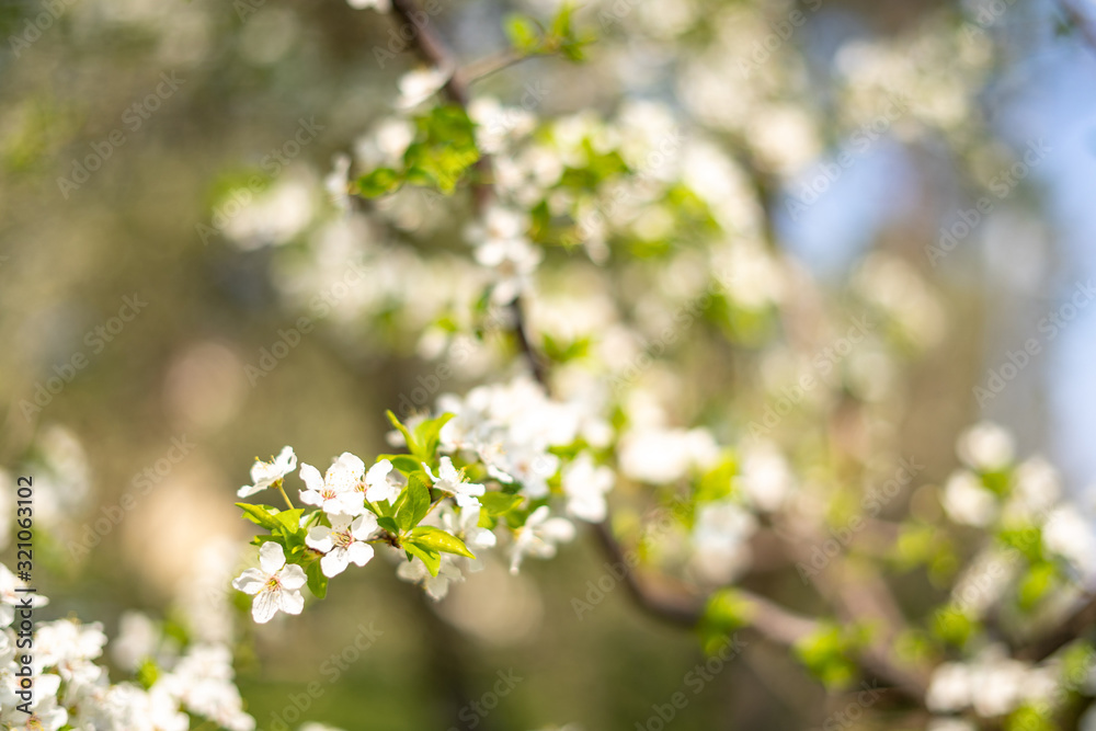 Beautiful tender tree blossom in sunny light, floral background, spring blooming flowers. Beautiful tender tree blossom in sunny light, floral background, spring blooming flowers.