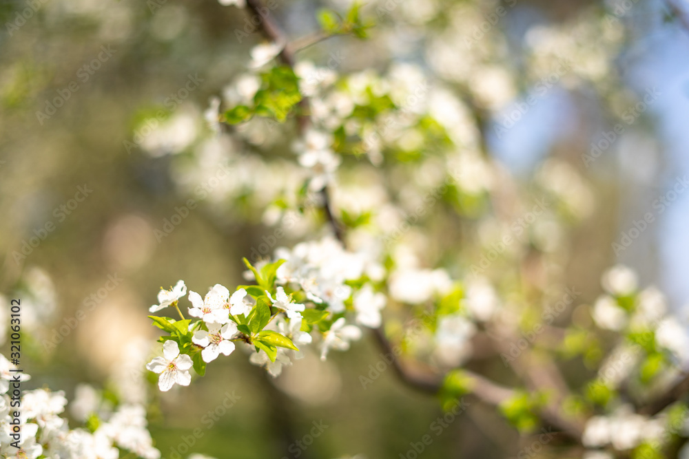 Beautiful tender tree blossom in sunny light, floral background, spring blooming flowers.