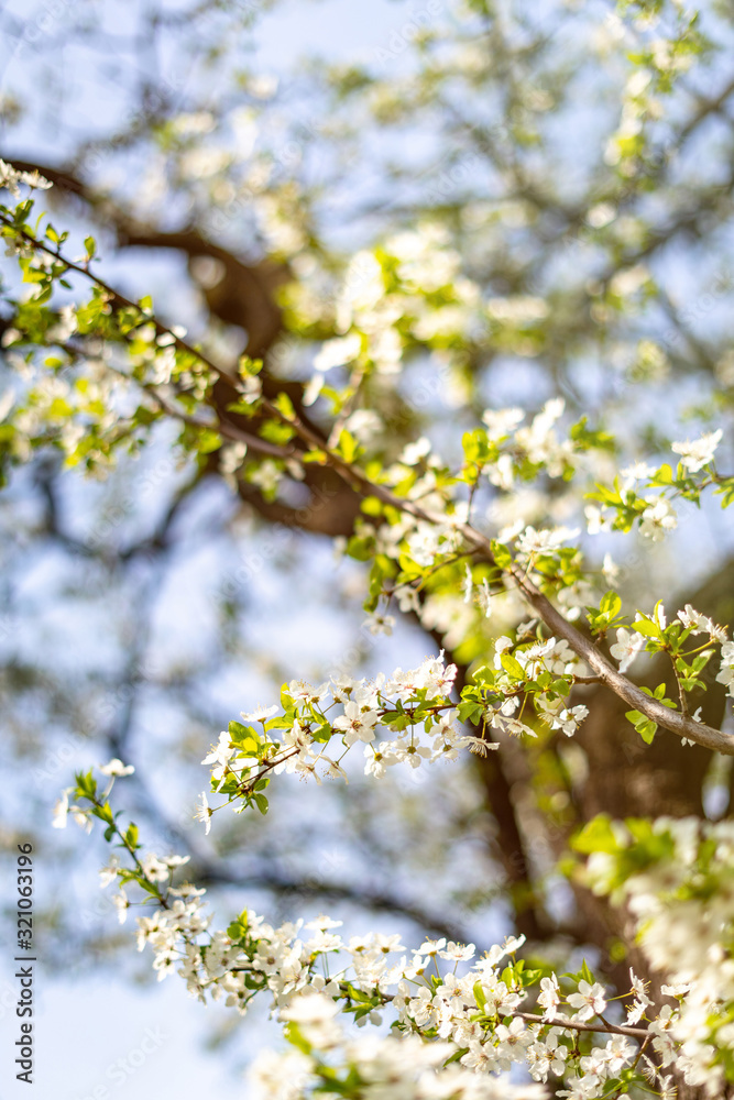 Beautiful tender tree blossom in sunny light, floral background, spring blooming flowers. Beautiful tender tree blossom in sunny light, floral background, spring blooming flowers.
