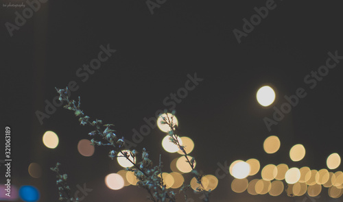 Abstract lights with flowers.