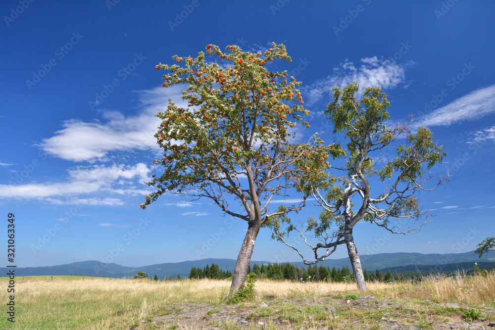 Obraz premium Two trees over blue sky