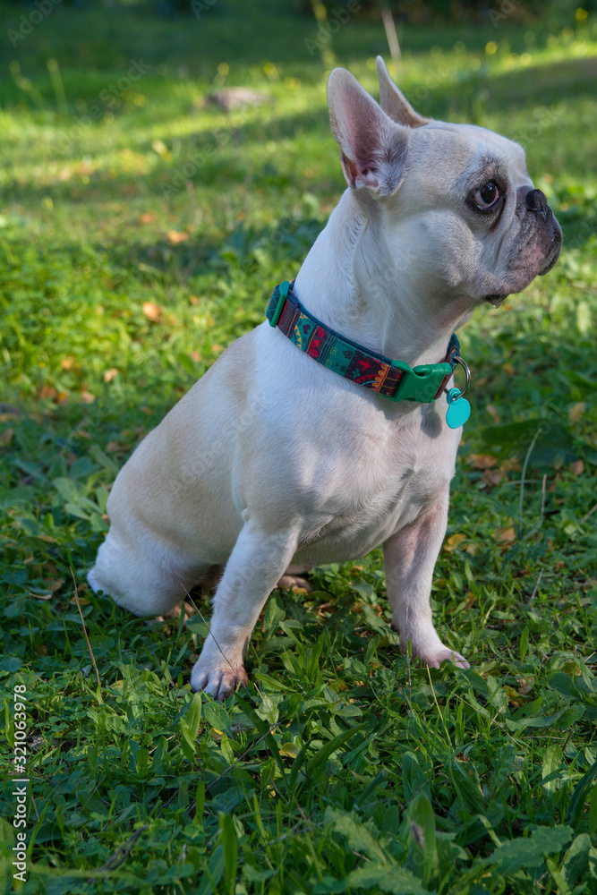 Bulldog Francés de color blanco jugando en el campo. Bulldog Francés de color blanco jugando en el campo.