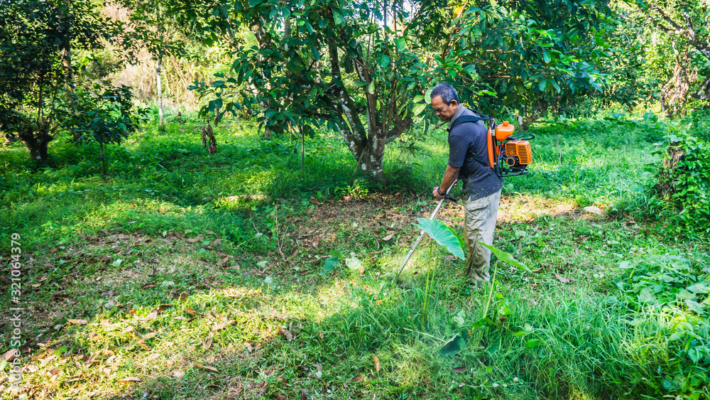A middle aged man cutting the the thick bushes using the brush cutter machine under the scorching sun. A middle aged man cutting the the thick bushes using the brush cutter machine under the scorching sun.