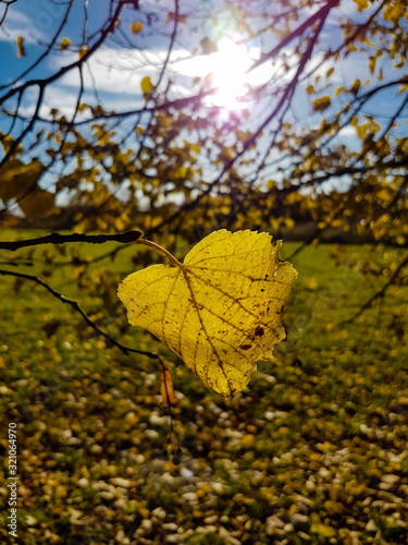 Close-up of a yellow birch leaf and branches on a sunny autumn day. 
