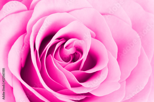 Pink rose macro texture. Valentines day background. Love symbol flower backdrop.