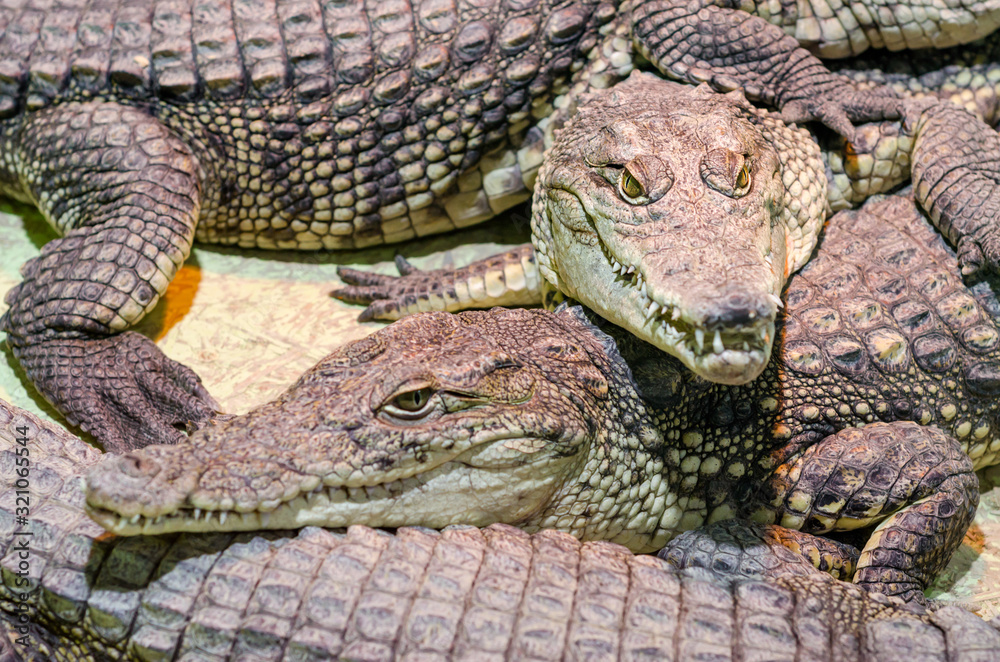Fototapeta premium several alligator crocodiles close up