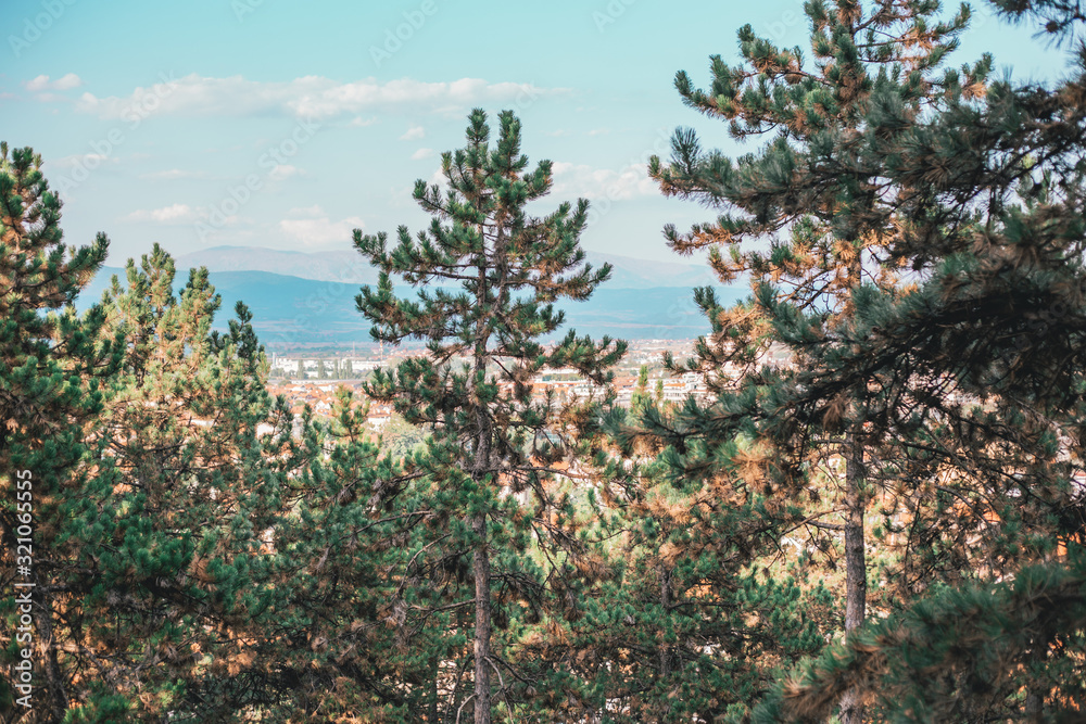 Fototapeta premium View of the city, urban area through the pine trees from the top of the hill