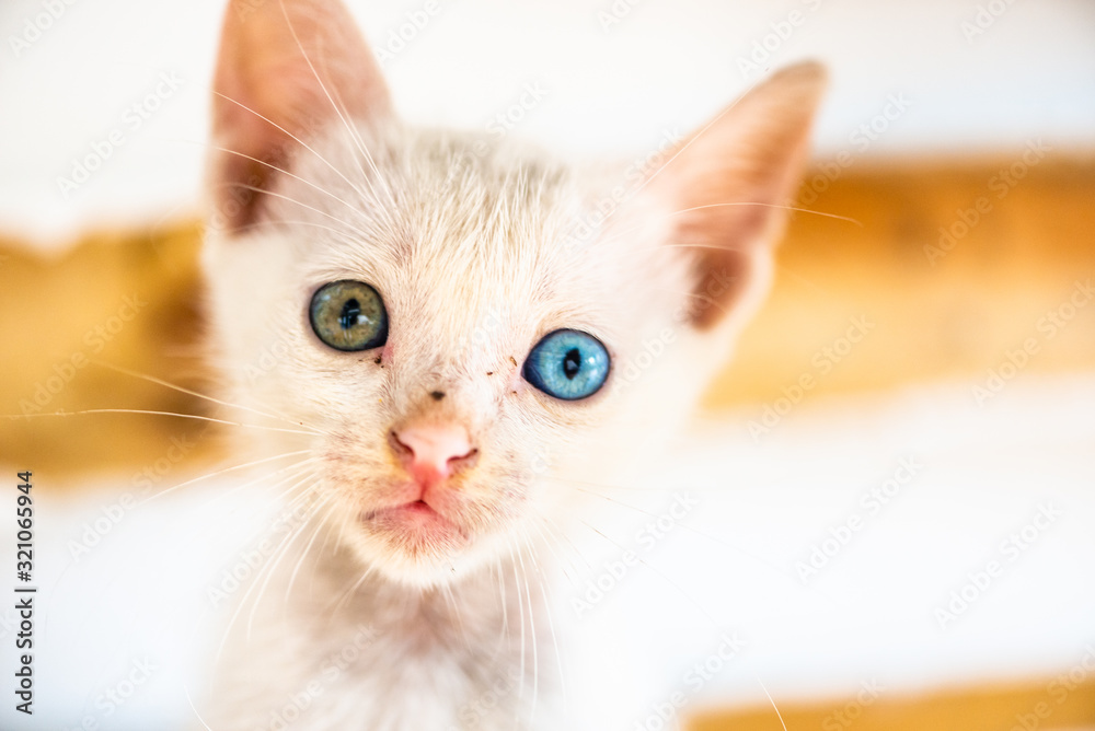 baby cat  with different eye color
