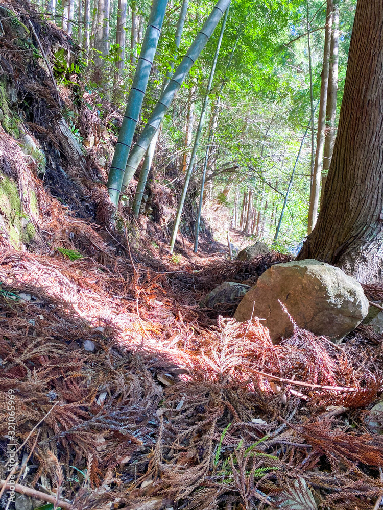 Fototapeta premium Forest road in bamboo forest in Japan.