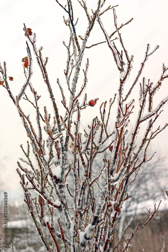 Twigs wrapped in ice Twigs wrapped in ice
