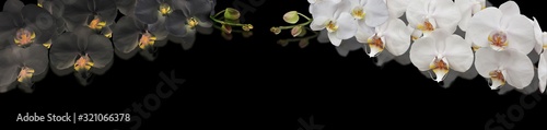 Fototapeta Naklejka Na Ścianę i Meble -  black and white orchid
