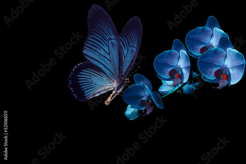 blue butterfly and blue orchid
