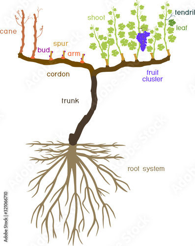 Grape pruning scheme: spur pruned. General view of grape vine plant with root system isolated on white background in dormant and growing season