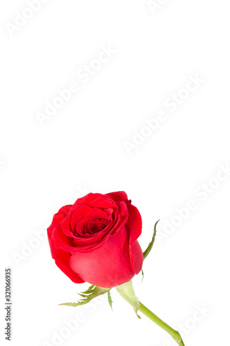 Single beautiful fresh red rose flower isolated on white background. Leafless stalk.