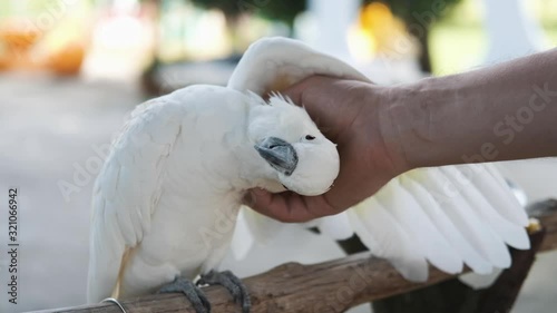 White cockatoo parrot close-up on a background of nature, male hand scratches under the wing of a bird photo