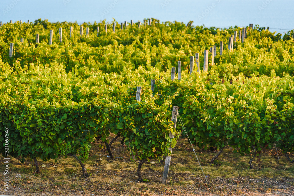 Vineyards at sunset. Agriculture, wine growing. Vineyard near the sea.
