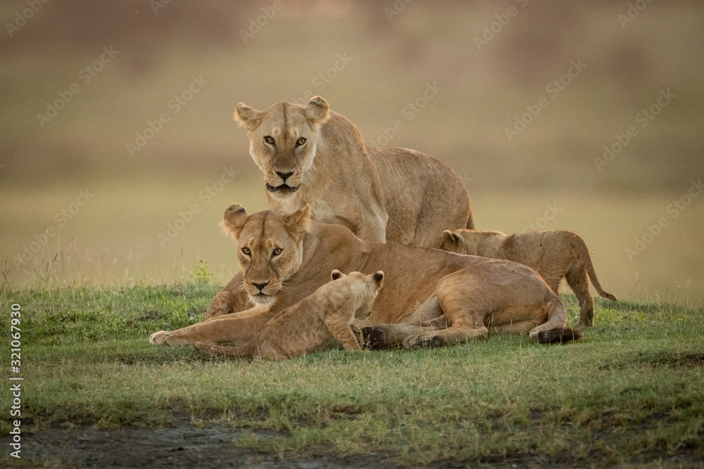 Naklejka premium Lioness stands behind another with two cubs
