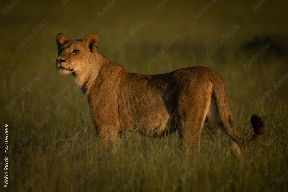 Lioness stands in grass in golden hour Lioness stands in grass in golden hour