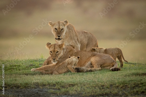 Lioness stands behind another with two cubs