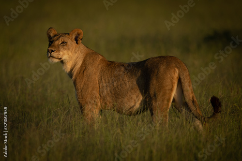 Lioness stands in grass in golden hour