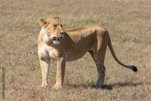 Lioness stands in sunshine on short grass