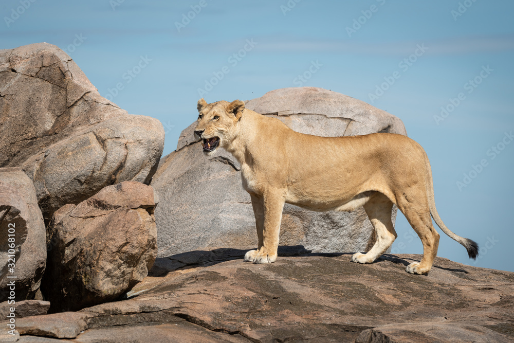 Lioness stands on sunny kopje facing left Lioness stands on sunny kopje facing left