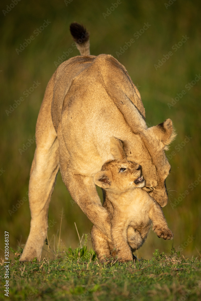 Obraz premium Lioness stands play fighting with young cub