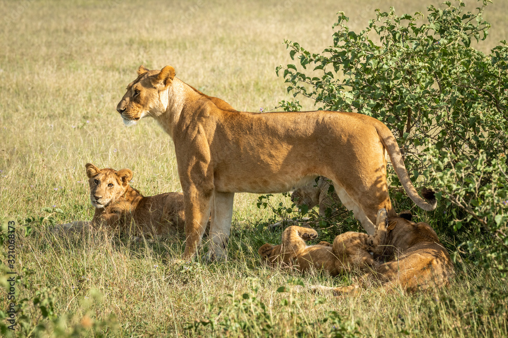 Lioness stands with cubs lying under bush Lioness stands with cubs lying under bush