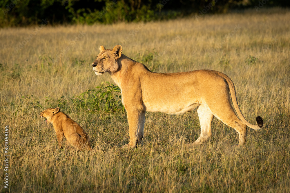 Lioness stands with yawning cub in savannah Lioness stands with yawning cub in savannah