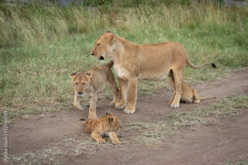 Lioness stands with three cubs on track