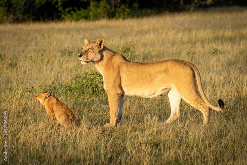 Lioness stands with yawning cub in savannah