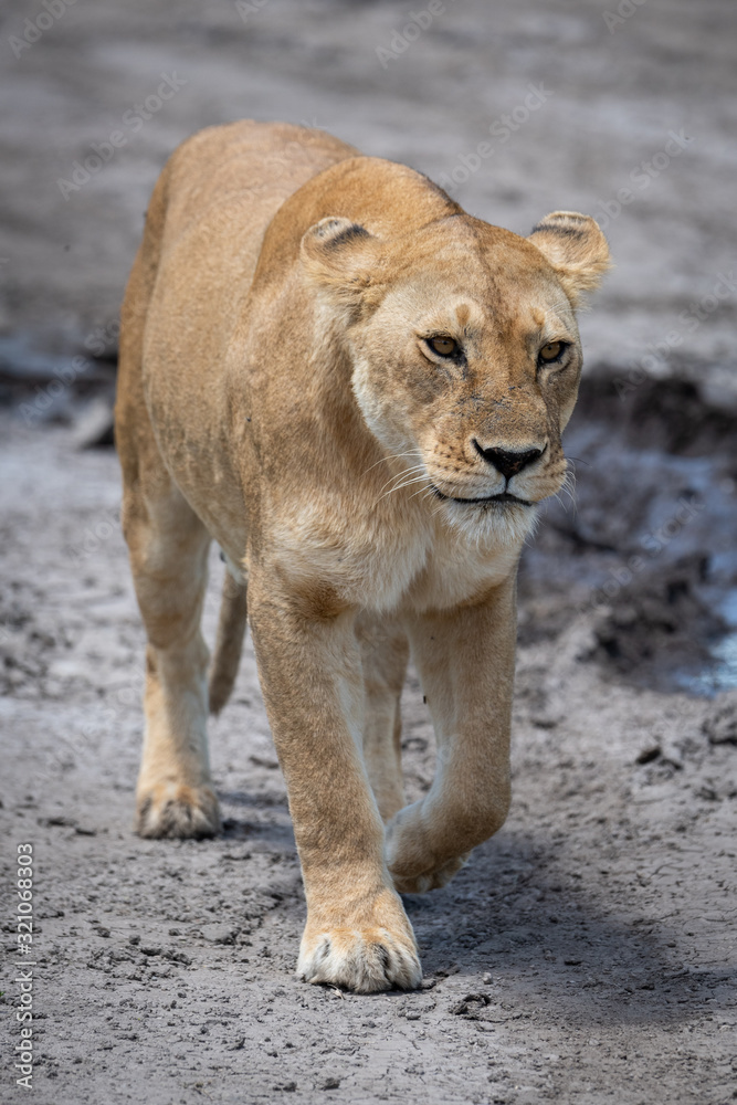 Lioness walking on dried mud towards camera Lioness walking on dried mud towards camera