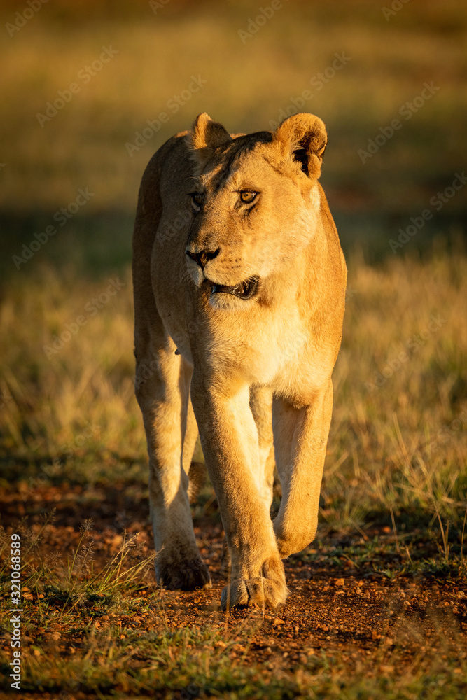 Lioness walks down track in golden hour Lioness walks down track in golden hour