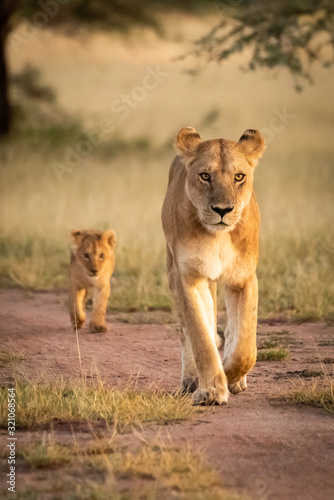 Lioness walks down sandy track with cub