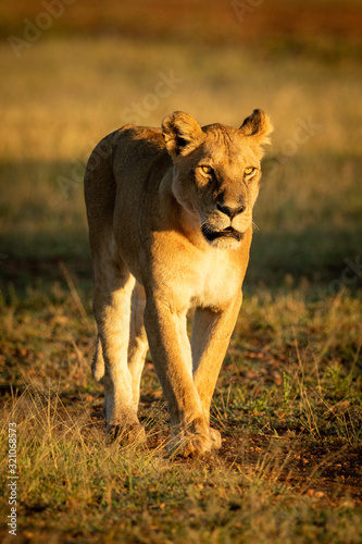 Lioness walks down track in dawn light © Nick Dale