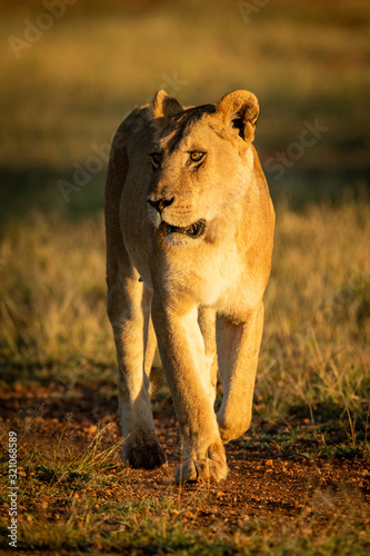 Lioness walks down track in golden hour