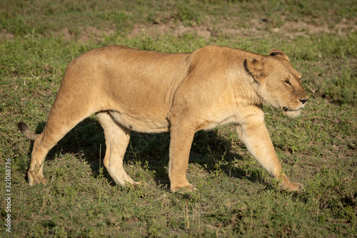 Lioness walks over grass in golden light