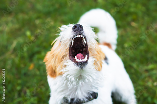 Close-up dog Jack Russell Terrier with tongue out, grin with teeth, with his mouth wide open. Happy smiling puppy walk and bark. Pet love concept, dog barking.