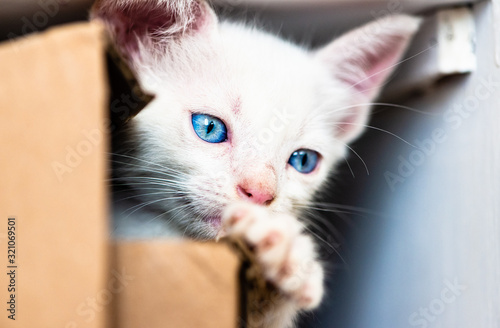 baby cat  with blue eyes