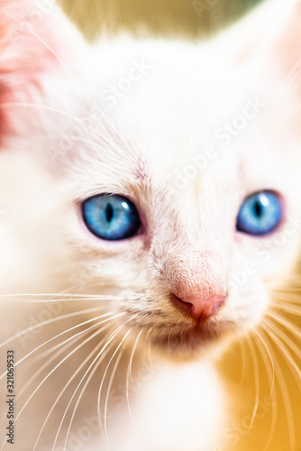 baby cat  with blue eyes