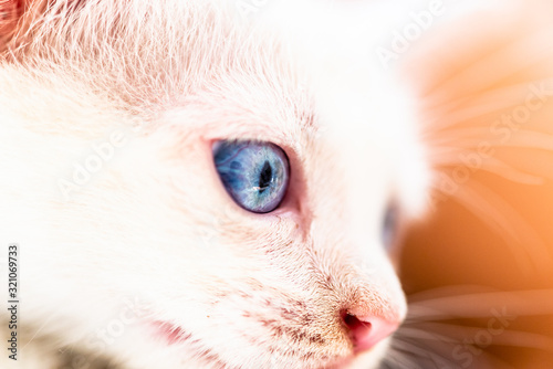 baby cat  with blue eyes