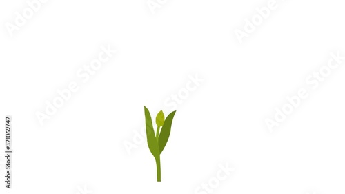 Animated Red Tulip Grows and Blooms Side. Set of 3 options for blooming a flower. Original file has Full HD has an alpha channel. 29.97 fps