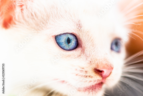 baby cat  with blue eyes