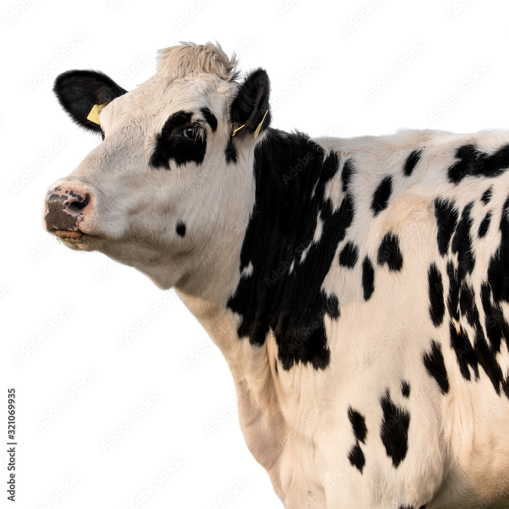 Cow isolated
