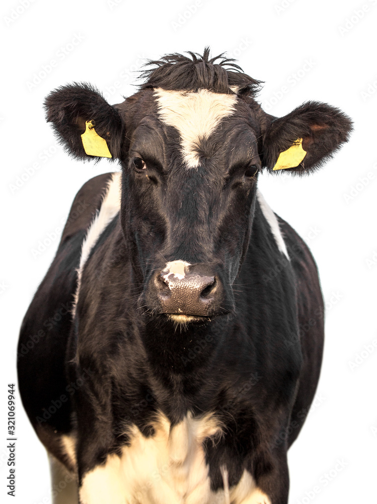 Cow on a white background isolated.